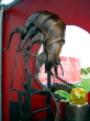 DSC00215.jpg